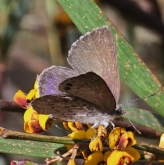 Erina hyacinthina at Captains Flat, NSW - 20 Oct 2023 03:35 PM