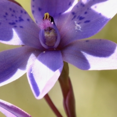 Thelymitra ixioides (Dotted Sun Orchid) at Bundanoon, NSW - 19 Oct 2023 by Snowflake