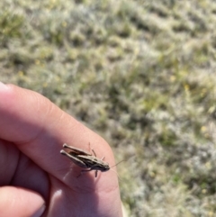 Perunga ochracea at Royalla, NSW - suppressed