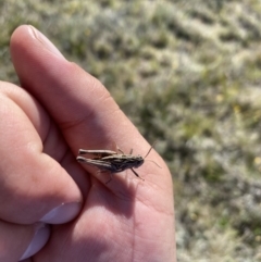 Perunga ochracea at Royalla, NSW - suppressed