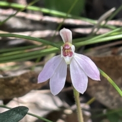 Caladenia carnea (Pink Fingers) at Tidbinbilla Nature Reserve - 20 Oct 2023 by JVR