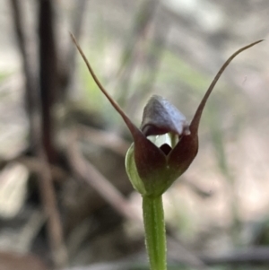 Pterostylis pedunculata at Paddys River, ACT - 20 Oct 2023