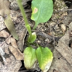 Pterostylis pedunculata at Paddys River, ACT - suppressed