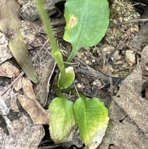 Pterostylis pedunculata at Paddys River, ACT - suppressed