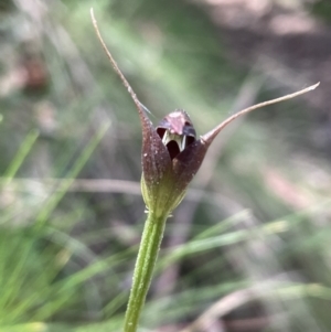 Pterostylis pedunculata at Paddys River, ACT - 20 Oct 2023