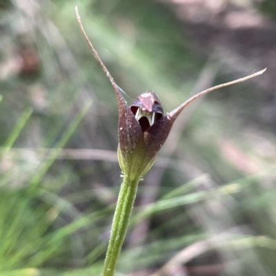 Pterostylis pedunculata (Maroonhood) at Paddys River, ACT - 20 Oct 2023 by JVR