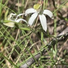 Caladenia moschata (Musky Caps) at Tidbinbilla Nature Reserve - 20 Oct 2023 by JVR