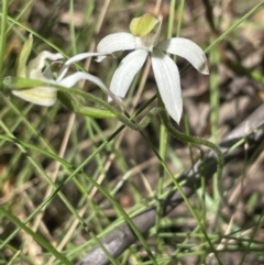 Caladenia moschata (Musky Caps) at Paddys River, ACT - 20 Oct 2023 by JVR