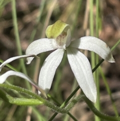 Caladenia moschata at Paddys River, ACT - suppressed