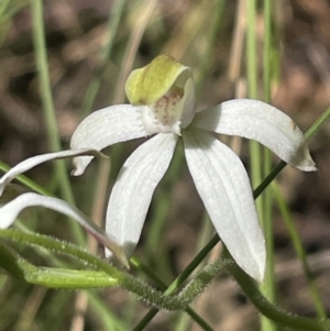 Caladenia moschata at Paddys River, ACT - suppressed