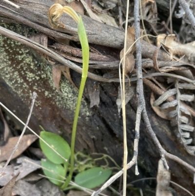Pterostylis nutans (Nodding Greenhood) at Paddys River, ACT - 20 Oct 2023 by JVR
