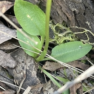 Pterostylis nutans at Paddys River, ACT - 20 Oct 2023