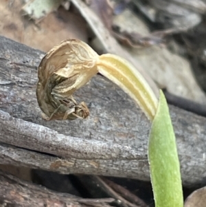 Pterostylis nutans at Paddys River, ACT - 20 Oct 2023