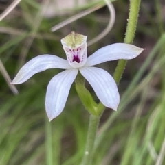 Caladenia moschata (Musky Caps) at Paddys River, ACT - 20 Oct 2023 by JVR