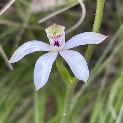 Caladenia moschata (Musky Caps) at Tidbinbilla Nature Reserve - 20 Oct 2023 by JVR