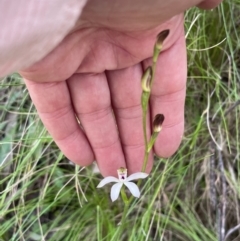 Caladenia moschata at Paddys River, ACT - suppressed