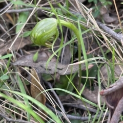 Pterostylis nutans (Nodding Greenhood) at Tidbinbilla Nature Reserve - 20 Oct 2023 by JVR