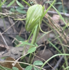 Pterostylis nutans at Paddys River, ACT - 20 Oct 2023