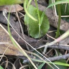 Pterostylis nutans at Paddys River, ACT - suppressed