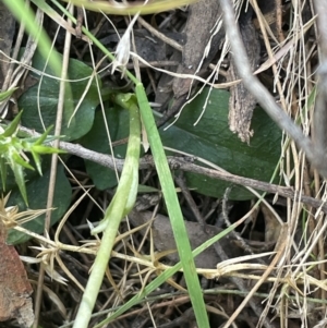 Pterostylis pedunculata at Paddys River, ACT - 20 Oct 2023