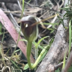 Pterostylis pedunculata at Paddys River, ACT - 20 Oct 2023