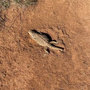 Pogona barbata at Queanbeyan West, NSW - 20 Oct 2023