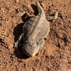 Pogona barbata at Queanbeyan West, NSW - 20 Oct 2023