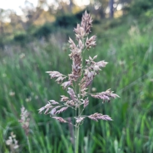 Holcus lanatus at Stromlo, ACT - 20 Oct 2023 05:57 PM