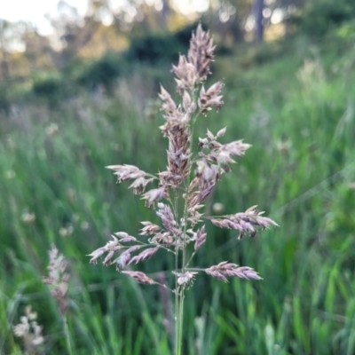 Holcus lanatus (Yorkshire Fog) at Stromlo, ACT - 20 Oct 2023 by trevorpreston