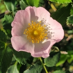 Rosa rubiginosa (Sweet Briar, Eglantine) at Stromlo, ACT - 20 Oct 2023 by trevorpreston