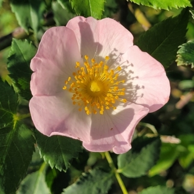 Rosa rubiginosa (Sweet Briar, Eglantine) at Uriarra TSR - 20 Oct 2023 by trevorpreston