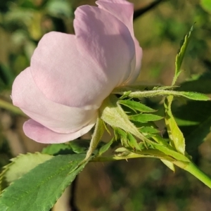 Rosa rubiginosa at Stromlo, ACT - 20 Oct 2023