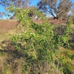 Rosa rubiginosa at Stromlo, ACT - 20 Oct 2023 05:52 PM