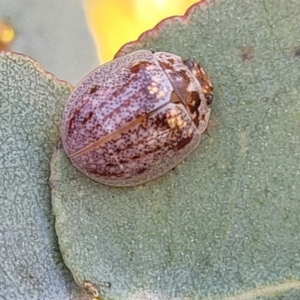 Paropsisterna m-fuscum at Stromlo, ACT - 20 Oct 2023 05:48 PM