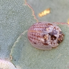 Paropsisterna m-fuscum at Stromlo, ACT - 20 Oct 2023 05:48 PM