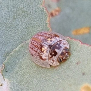 Paropsisterna m-fuscum at Stromlo, ACT - 20 Oct 2023 05:48 PM