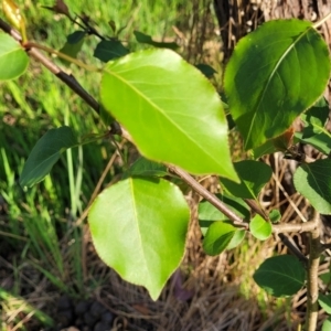 Pyrus ussuriensis at Stromlo, ACT - 20 Oct 2023