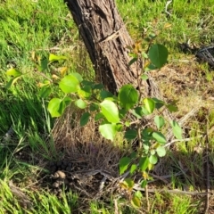 Pyrus ussuriensis at Stromlo, ACT - 20 Oct 2023 05:47 PM