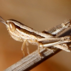 Macrotona australis (Common Macrotona Grasshopper) at Hughes Grassy Woodland - 19 Oct 2023 by LisaH