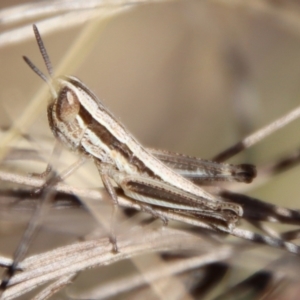 Macrotona australis at Hughes, ACT - 19 Oct 2023 04:37 PM