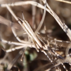 Macrotona australis at Hughes, ACT - 19 Oct 2023 04:37 PM