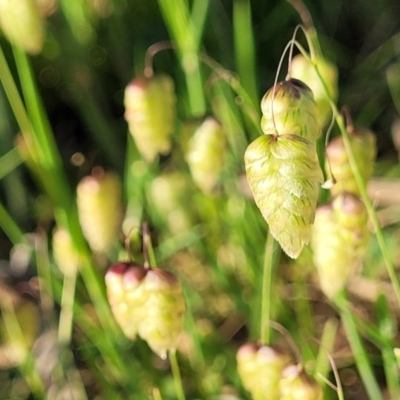 Briza maxima (Quaking Grass, Blowfly Grass) at Stromlo, ACT - 20 Oct 2023 by trevorpreston