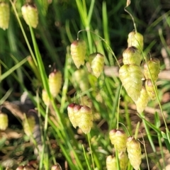 Briza maxima at Stromlo, ACT - 20 Oct 2023