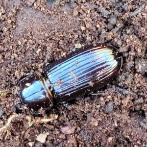 Aulacocyclus edentulus at Stromlo, ACT - 20 Oct 2023 05:42 PM