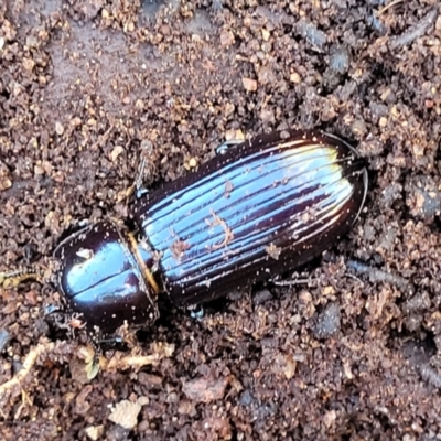 Aulacocyclus edentulus (Passalid beetle) at Stromlo, ACT - 20 Oct 2023 by trevorpreston