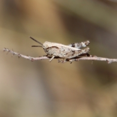 Phaulacridium vittatum (Wingless Grasshopper) at Hughes Grassy Woodland - 19 Oct 2023 by LisaH