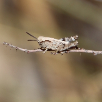 Phaulacridium vittatum (Wingless Grasshopper) at Red Hill to Yarralumla Creek - 19 Oct 2023 by LisaH