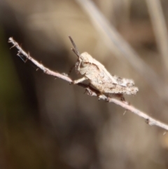 Phaulacridium vittatum at Hughes, ACT - 19 Oct 2023 04:36 PM