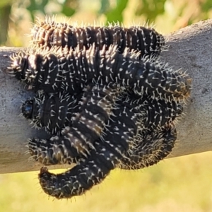 Perga sp. (genus) at Stromlo, ACT - 20 Oct 2023