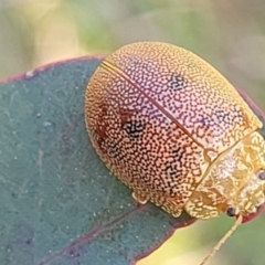 Paropsis atomaria (Eucalyptus leaf beetle) at Stromlo, ACT - 20 Oct 2023 by trevorpreston